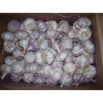 New Crop Fresh Garlic (4.5cm, 5.0cm, 5.5cm, 6.0cm)